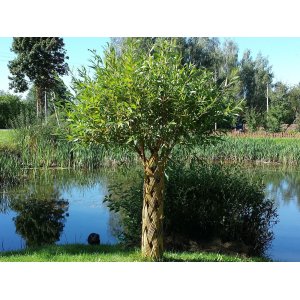 Pletená vŕba americká (Salix) - výška 110-130 cm, kont. C5L